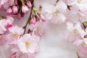おしゃれな桜の絵が見つかる！部屋に飾るインテリアにおすすめの桜の絵10選