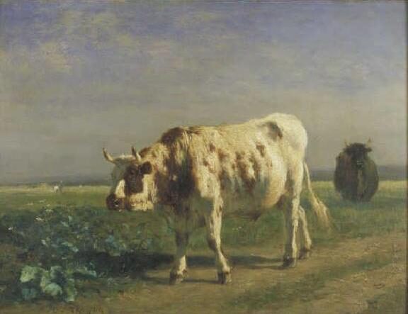 The white bull.