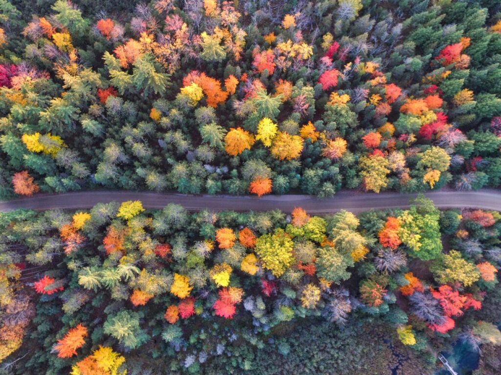 色とりどりの木々の間にある灰色のコンクリート道路の航空写真