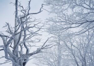 【2025年最新版】冬を感じる絵画23選!有名な絵画からおしゃれでかわいいイラストまで紹介