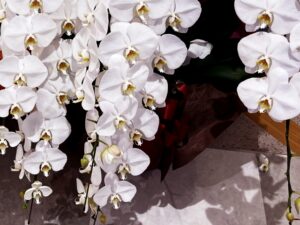 【2025年最新版】法人に贈るおすすめのギフト14選!カジュアルギフトから高級ギフトまで紹介